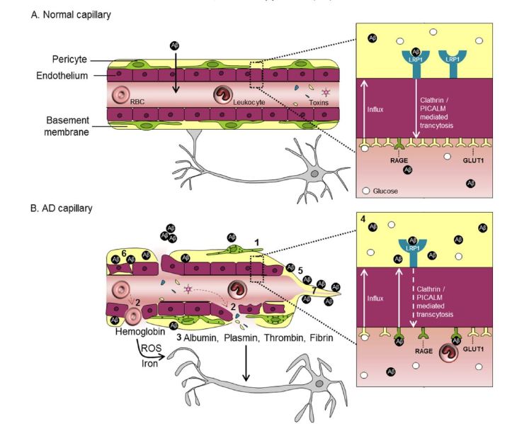 bbb brain capilliaries