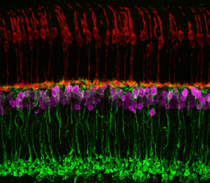 Cells of a mouse retina
